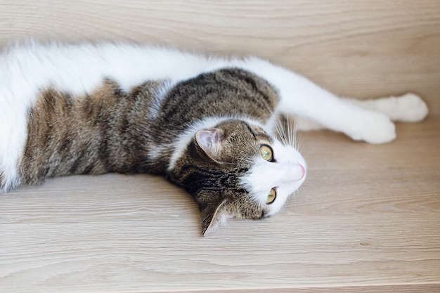 Mignon Jeune Chat Domestique Tabby Bicolore Et Blanc Reposant Sur L Etagere Apres Avoir Joue L Air Endormi Ou Fatigue En Pensant A Quelque Chose Gros Plan Mise Au Point Selective Espace Copie