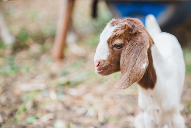 Mignon Petit Bebe Chevre Debout Dans Le Domaine Photo Premium