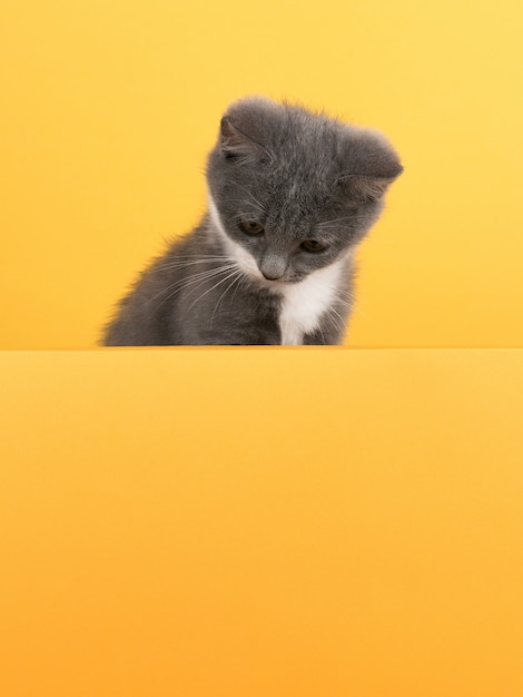 Le Mignon Petit Chat Gris Sur Un Jaune Regarde Et Joue Buisiness Copyspace Photo Premium