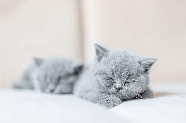 Mignon Petit Chat Qui Dort Doucement Sur Son Ventre Photo Premium