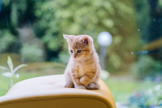 Mignon Petit Chat Rouge Assis Sur Une Chaise Jaune Pres De La Fenetre Jeune Mignon Petit