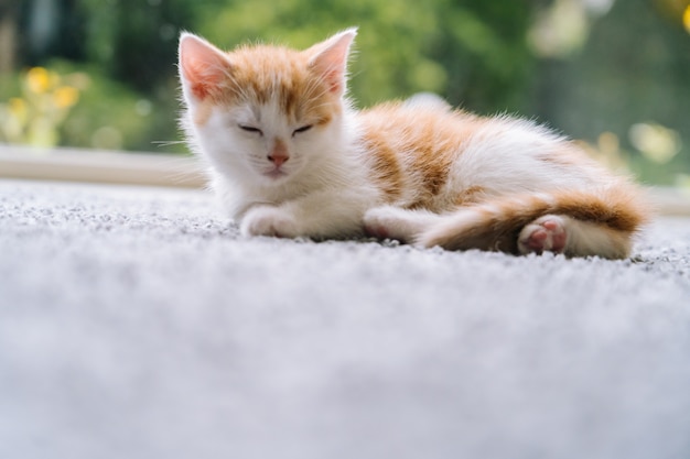 Mignon Petit Chat Rouge Assis Sur Un Plancher En Bois Avec Fenetre Jeune Mignon Petit Chaton