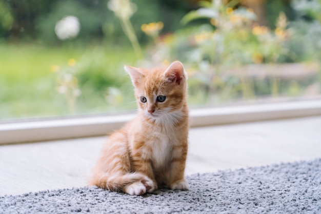 Mignon Petit Chat Rouge Sejour Sur Plancher En Bois Avec Fenetre Jeune Mignon Petit Chaton Rouge