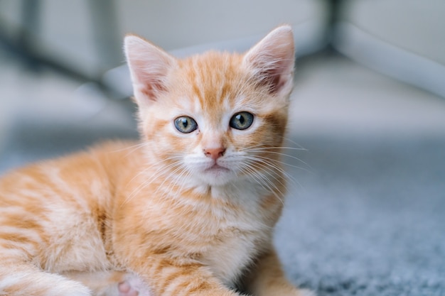 Mignon Petit Chat Rouge Sejour Sur Plancher En Bois Avec Fenetre Jeune Mignon Petit Chaton Rouge