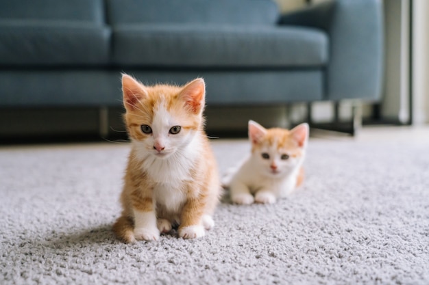 Mignon Petit Chat Rouge Sejour Sur Plancher En Bois Avec Fenetre Jeune Mignon Petit Chaton Rouge