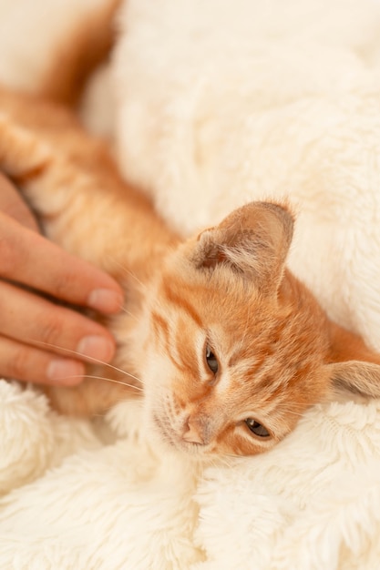 Mignon Petit Chaton Domestique Raye Rouge Dort Sur Un Couvre Lit Leger Un Chat Charmant Au Nez Rose Pose Sur Une Couverture Main De Personne Caressant Un Chaton Photo Premium