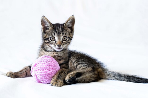 Mignon Petit Chaton Drole Est Couche Sur Un Fond Blanc Et Joue Avec Une Pelote De Laine Photo Premium