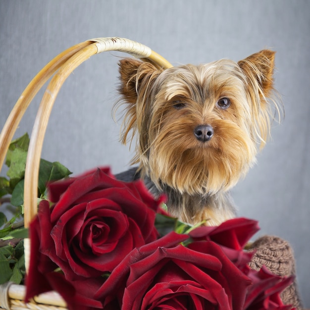 Mignon Petit Chien Dans Un Panier Avec Des Roses En Fleurs  Photo 