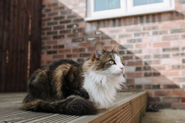 Mise Au Point Selective D Un Chat Brun Et Blanc Assis Sur Le Sol Et Regardant Vers L Avant Photo Gratuite