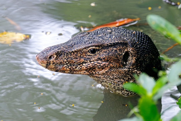 Moniteur D Eau Lezard Varanus Salvator Etre Detendu Dans L Eau Photo Premium