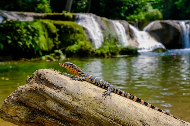 Moniteur d'eau pour bébés varanus salvator vivez sur le bois autour de la cascade Photo Premium