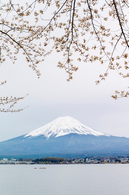 Montagne Fuji Et Sakura  Au Lac  Kawaguchiko Photo Gratuite