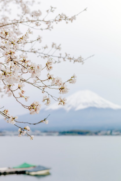 Montagne fuji et sakura  au lac  kawaguchiko T l charger 