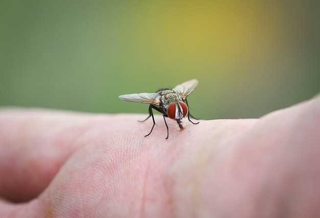 Mouche domestique sur la main de la peau humaine Photo Premium