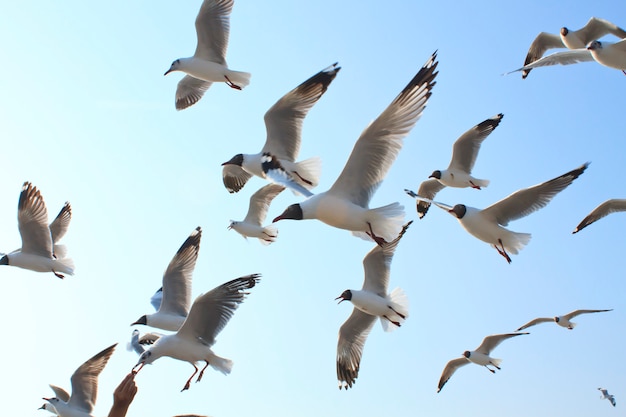 Mouette volant dans la mer Photo Premium