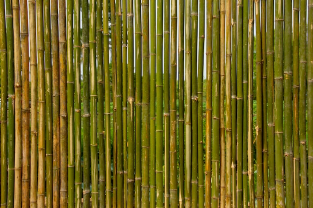  Mur De Bambou  Vert Photo Premium