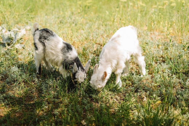 Noir Et Blanc Petit Bebe Nouveau Ne Chevre Mangeant De L Herbe A La Ferme De Campagne Photo Premium