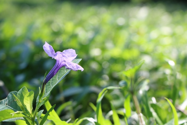 Le Nom De La Fleur Violette Est Ruellia Tuberosa Photo Premium