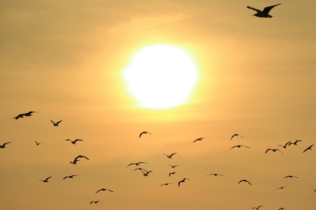 De Nombreuses Mouettes Volant Contre Le Soleil Levant Brillant Fond De Nature Photo Premium