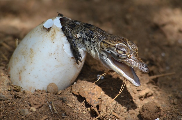 Images Crocodile Eggs Vecteurs Photos Et Psd Gratuits