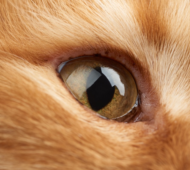 Oeil Jaune Ouvert D Un Chat Rouge Photo Premium