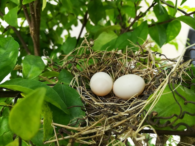 Oeufs De Pigeon Blanc Nid D’oiseau Pondent Sur Le Nid | Photo Premium