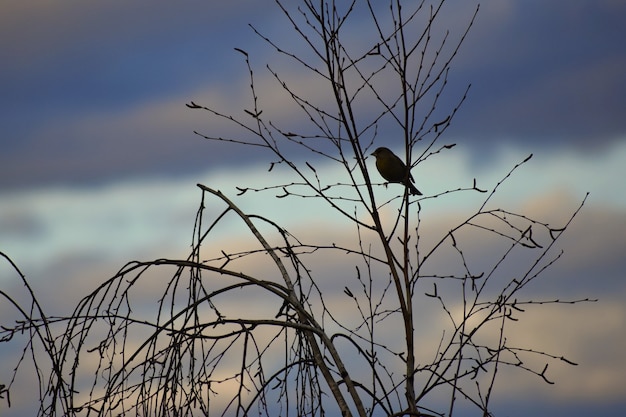 Oiseau Sur Larbre Nature Animale Fond Coloré Naturel