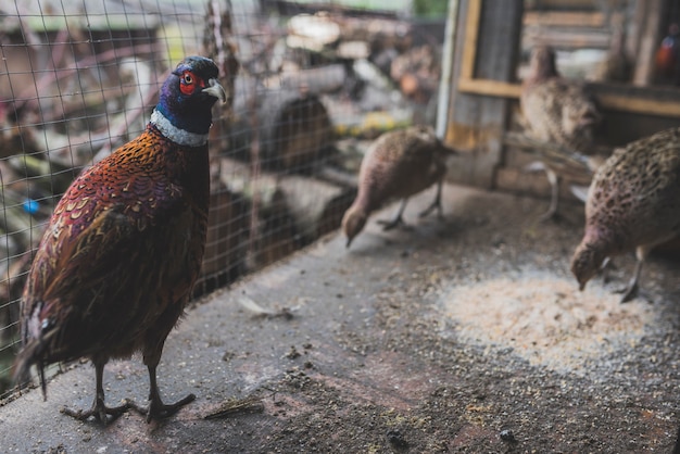 Oiseau Assis à La Nourriture Dans La Cage Télécharger Des