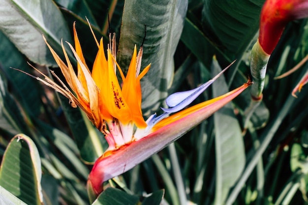 Oiseau De Paradis Tropical Fleur Exotique Parmi Les Feuilles