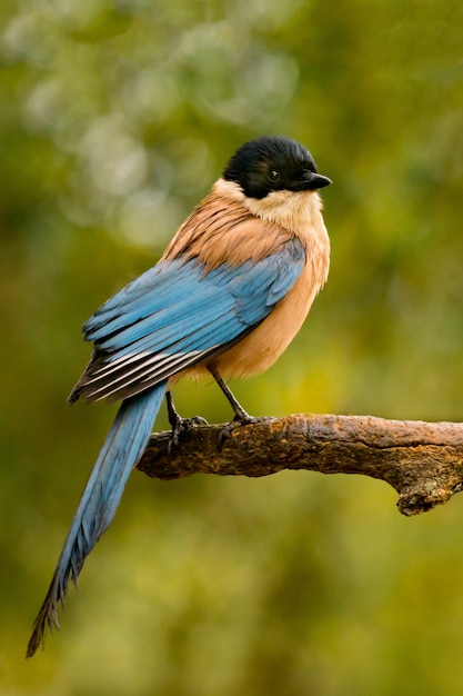 Oiseau à Tête Noire Et Queue Bleue Sur Une Branche