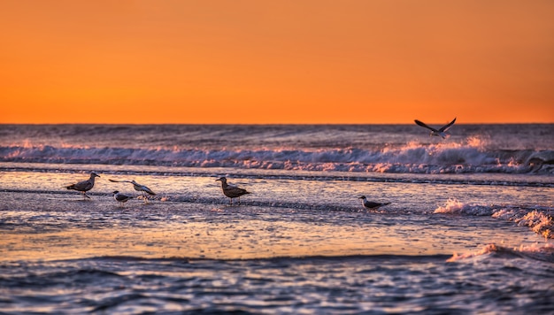 Oiseaux Au Bord De L Ocean Cote De L Ocean Atlantique Pres De New York Dans Le Domaine De Rockaway Park Photo Premium