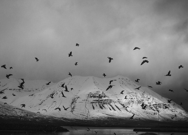 Oiseaux à La Montagne En Noir Et Blanc Télécharger Des