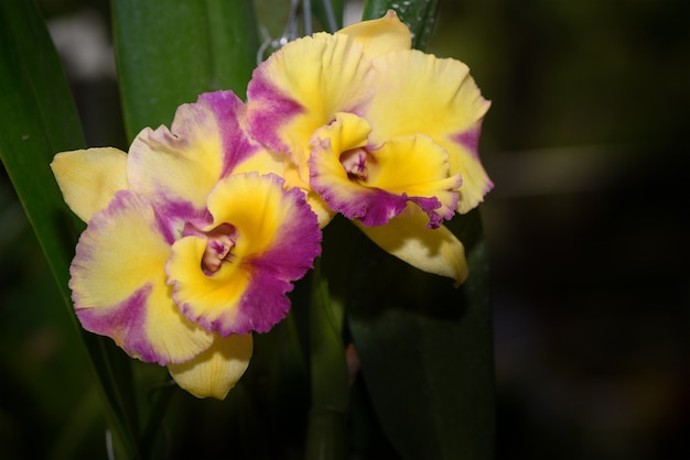 Orchidée à Fleurs Jaune Et Rose Cattleya Télécharger Des