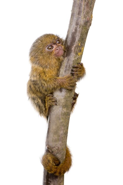 Ouistiti Pygmee 5 Semaines Callithrix Cebuella Pygmaea Isole Photo Premium