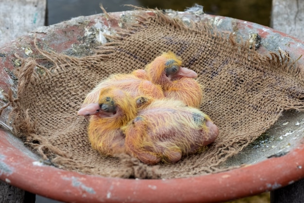 Une Paire De Bebes Pigeons Nouveau Nes Dans Le Nid Se Bouchent Photo Premium