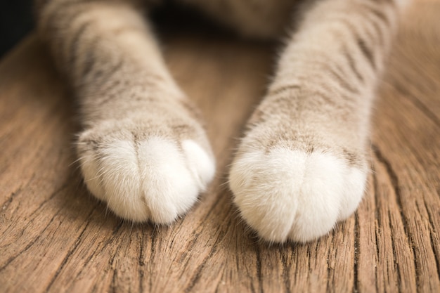 Une Paire De Pattes De Chat Mignonnes Photo Premium