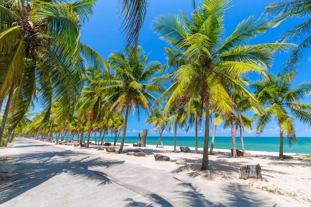 Palmiers de noix de coco sur la plage de sable blanc et ciel bleu au sud de la thaïlande Photo Premium