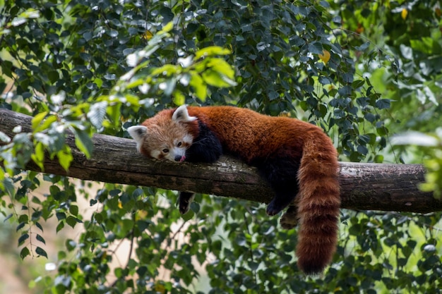 Panda Roux Portant Sur Une Branche D'arbre Et Profitant De Sa Journée