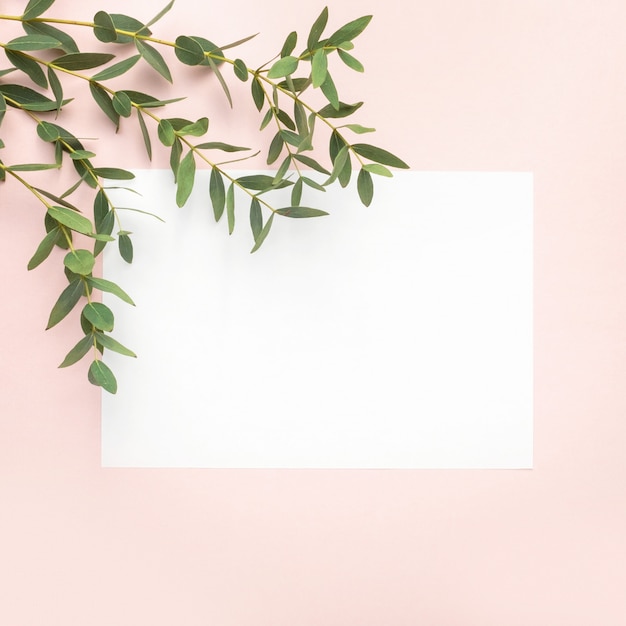 Papier vierge, branches d'eucalyptus sur fond rose pastel. plat, vue de dessus, espace de copie Photo Premium