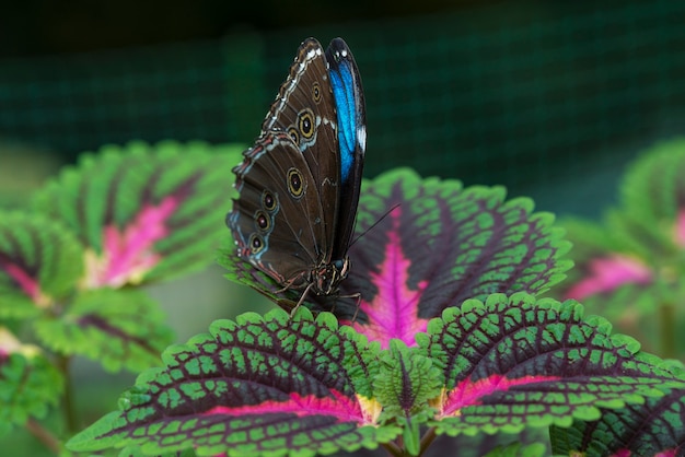 Papillon Bleu Sur Feuille Photo Gratuite