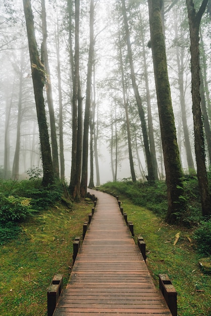 Passerelle en bois menant aux cèdres dans la forêt avec le brouillard dans l'aire de loisirs de la forêt nationale d'alishan dans le comté de chiayi, canton d'alishan, taiwan. Photo Premium