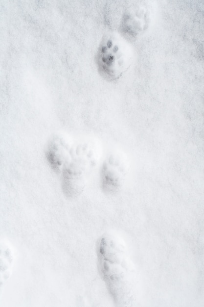 Patte De Chat Imprime Sur La Neige Photo Premium