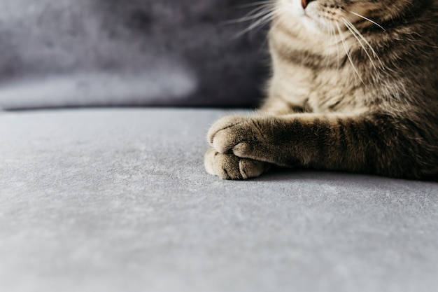 Pattes De Chat Gris Photo Premium