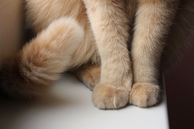 Les Pattes Et La Queue D Un Chat Rouge Qui Est Assis Sur Le Rebord De La Fenetre En Gros Plan Photo Premium