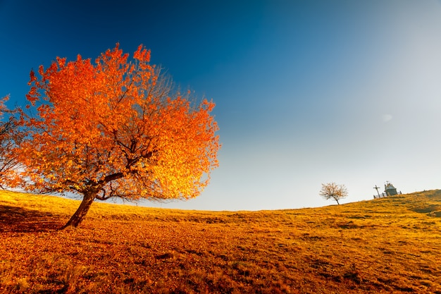 Paysage D Automne Colore Photo Premium