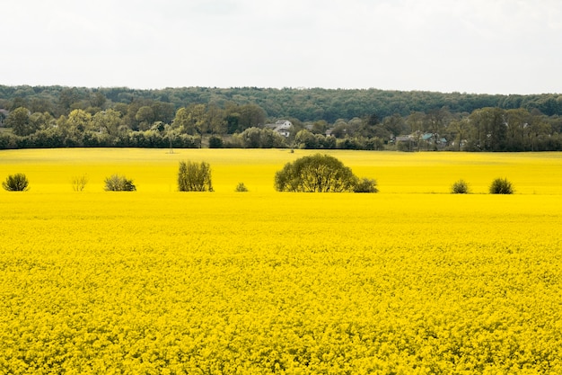 Paysage De Campagne Agricole Photo Gratuite