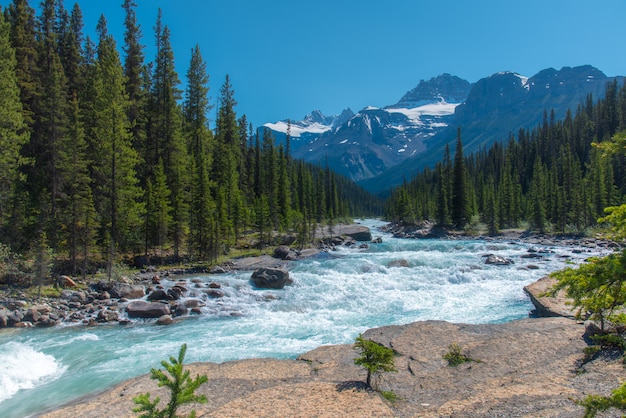 Paysage Forestier Du Canada Avec La Grande Montagne En Arriere Plan Et La Riviere Qui Coule Dans Le Canyon Mistaya En Alberta Photo Premium