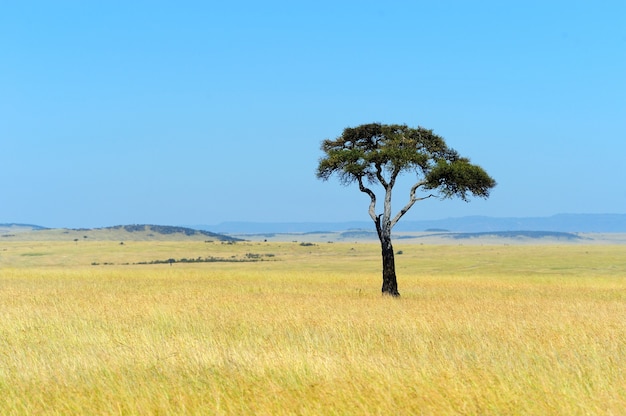 Paysage De Savane Dans Le Parc National Au Kenya Photo Gratuite