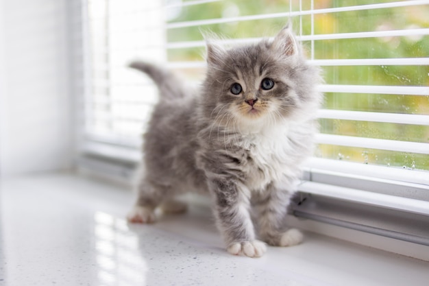 Persian Gris Petit Chaton Maine Coon Moelleux Se Tient Pres De La Fenetre De La Porte Et Levant Les Yeux Photo Premium