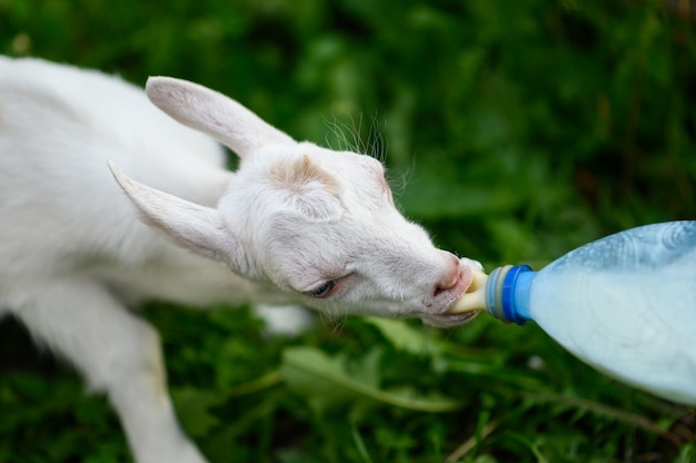 Petit Bebe Chevre Boire Du Lait En Bouteille Dans Une Ferme Pour Enfants Photo Premium